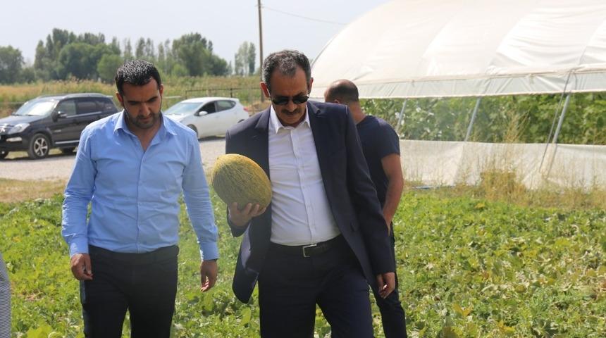 G&uuml;rpınar&rsquo;da kavun hasadı