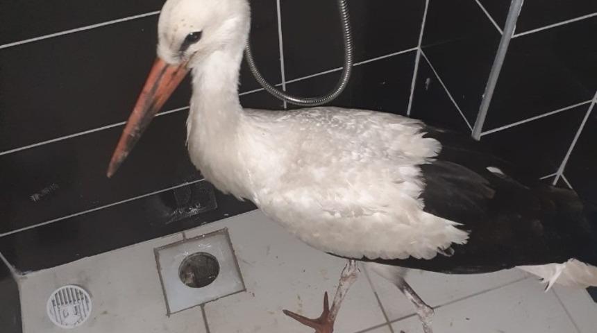 Yaralı leylek hayata d&ouml;nd&uuml;r&uuml;ld&uuml;