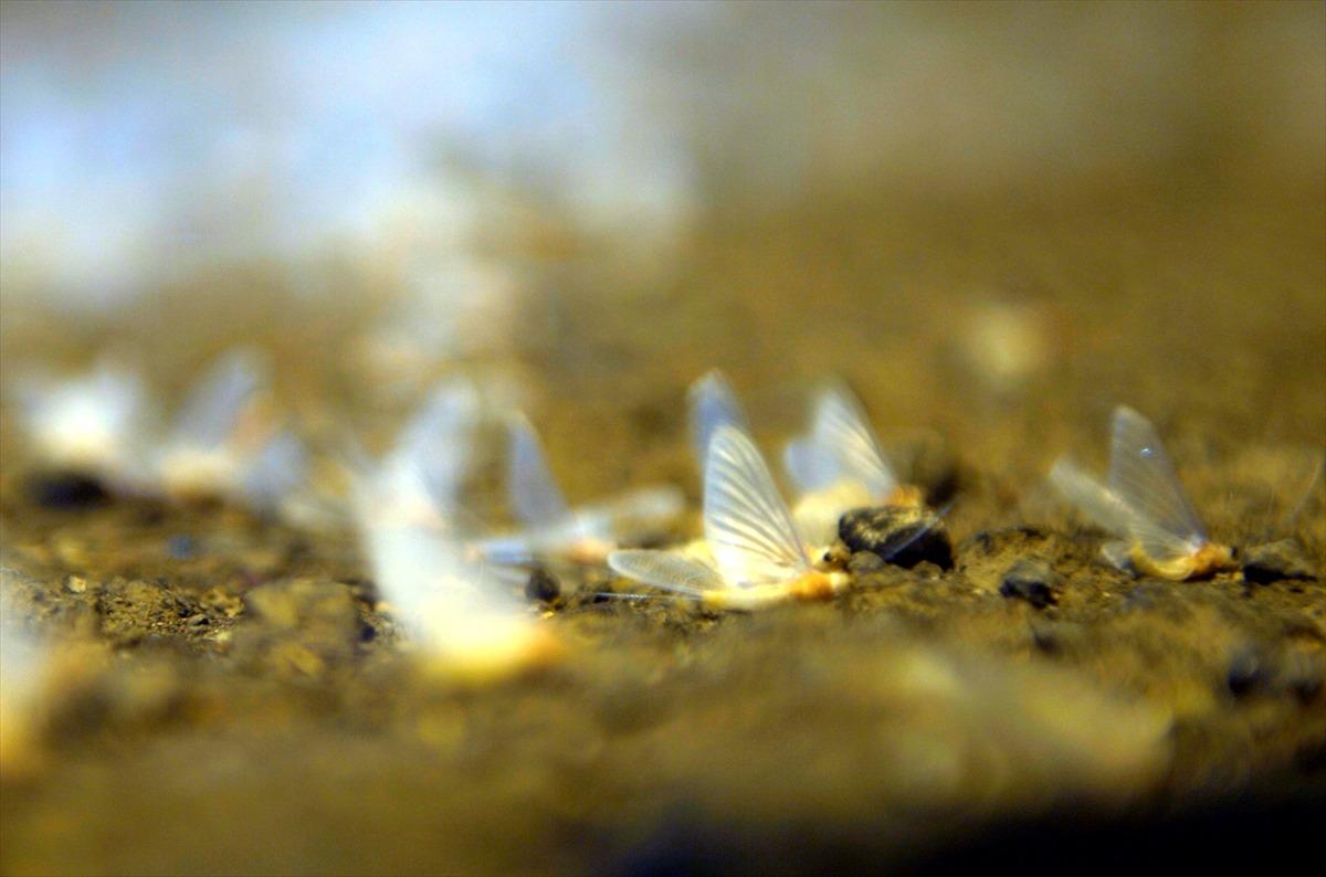 'Bir g&uuml;nl&uuml;kler'in &ouml;l&uuml;m u&ccedil;uşu başladı