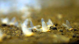 'Bir günlükler'in ölüm uçuşu başladı