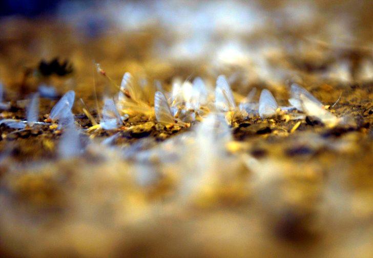 'Bir günlükler'in ölüm uçuşu başladı G1