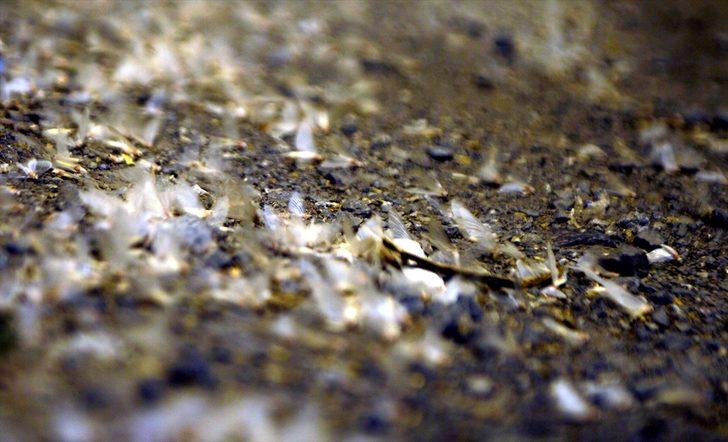 'Bir günlükler'in ölüm uçuşu başladı G3