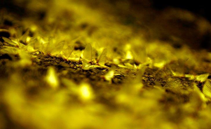 'Bir günlükler'in ölüm uçuşu başladı G4