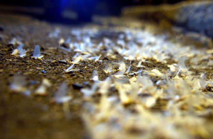 'Bir günlükler'in ölüm uçuşu başladı G5