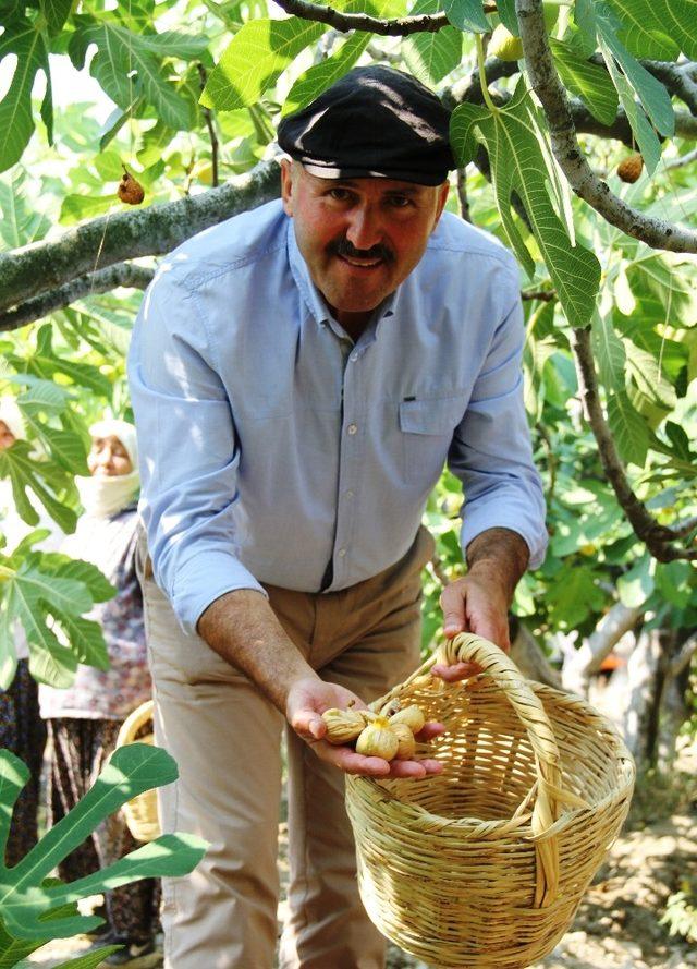 Başkan Ertürk,  incir  hasadı yapan üreticileri ziyaret etti