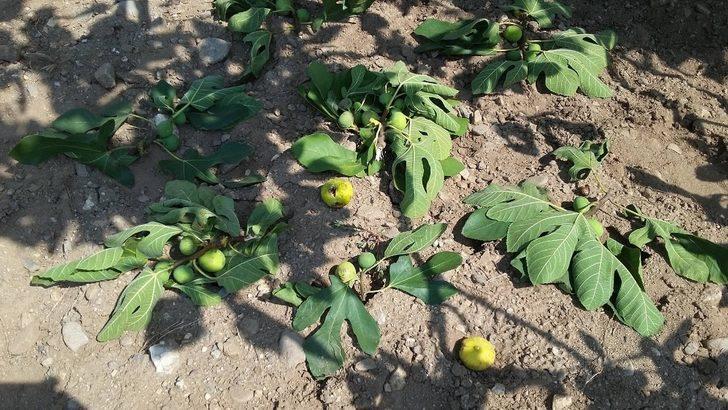 Aydın’da tarım alanları domuz istilasına uğradı G1