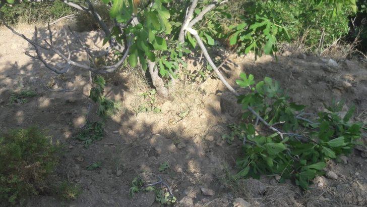 Aydın’da tarım alanları domuz istilasına uğradı G4