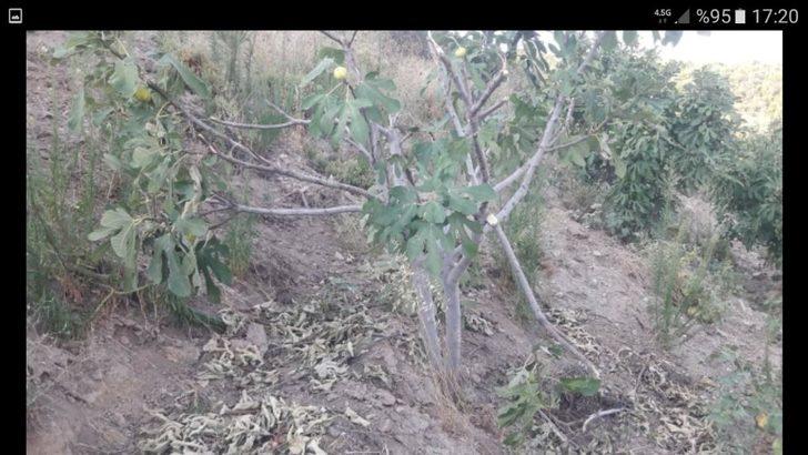 Aydın’da tarım alanları domuz istilasına uğradı G5