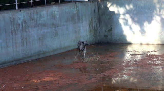 Sulama havuzuna düşen köpeği itfaiye kurtardı