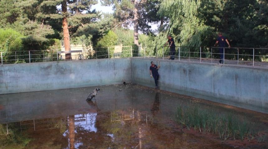Sulama havuzuna düşen köpeği itfaiye kurtardı