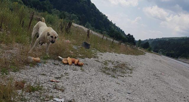 Hasta ve aç köpeklere hayvan severler sahip çıktı