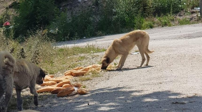 Hasta ve a&ccedil; k&ouml;peklere hayvan severler sahip &ccedil;ıktı