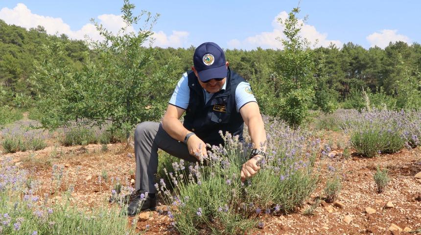 Lavanta üretim alanı 10 bin dönümü geçti