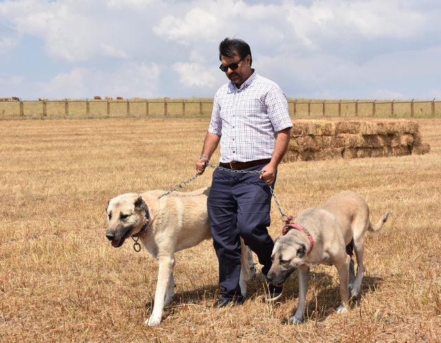 Interpol Daire Başkanı Çiçek: Kangallar, gönüllü asker olabilir