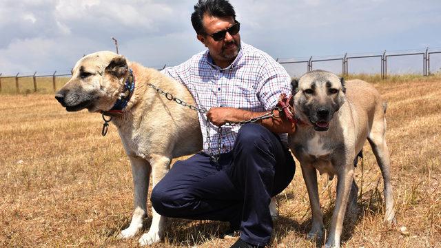 Interpol Daire Başkanı Çiçek: Kangallar, gönüllü asker olabilir