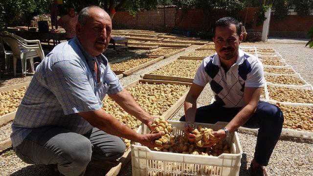 Aydınlı incir üreticilerinin yüzü güldü