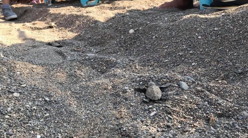 İztuzu Plajı&rsquo;ndaki yuva sayısı 597&rsquo;ye ulaştı