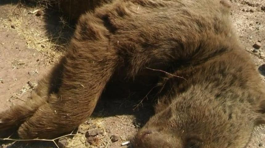 Yola inen ayıya ara&ccedil; &ccedil;arptı