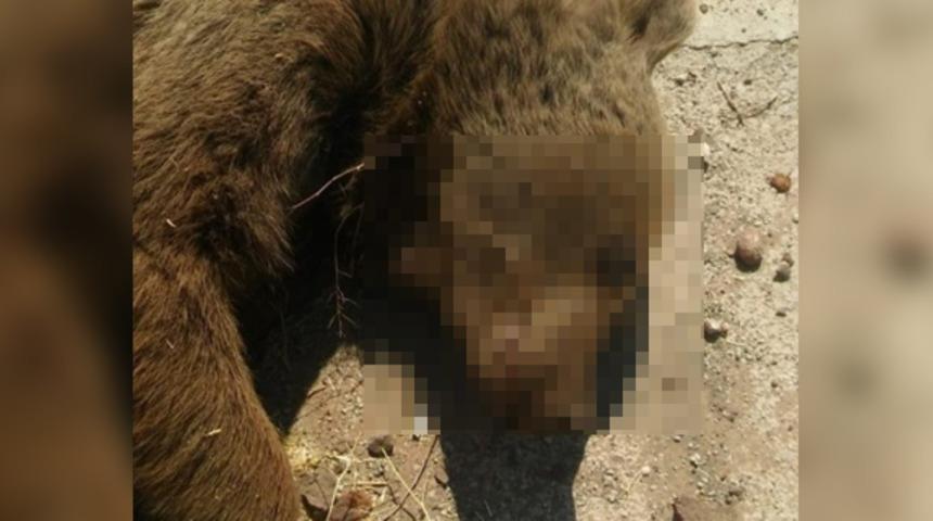 Şehirlerarası yola çıktı! Gören şaşkına döndü