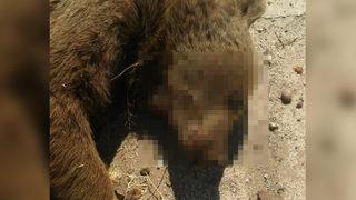 Şehirlerarası yola çıktı! Gören şaşkına döndü