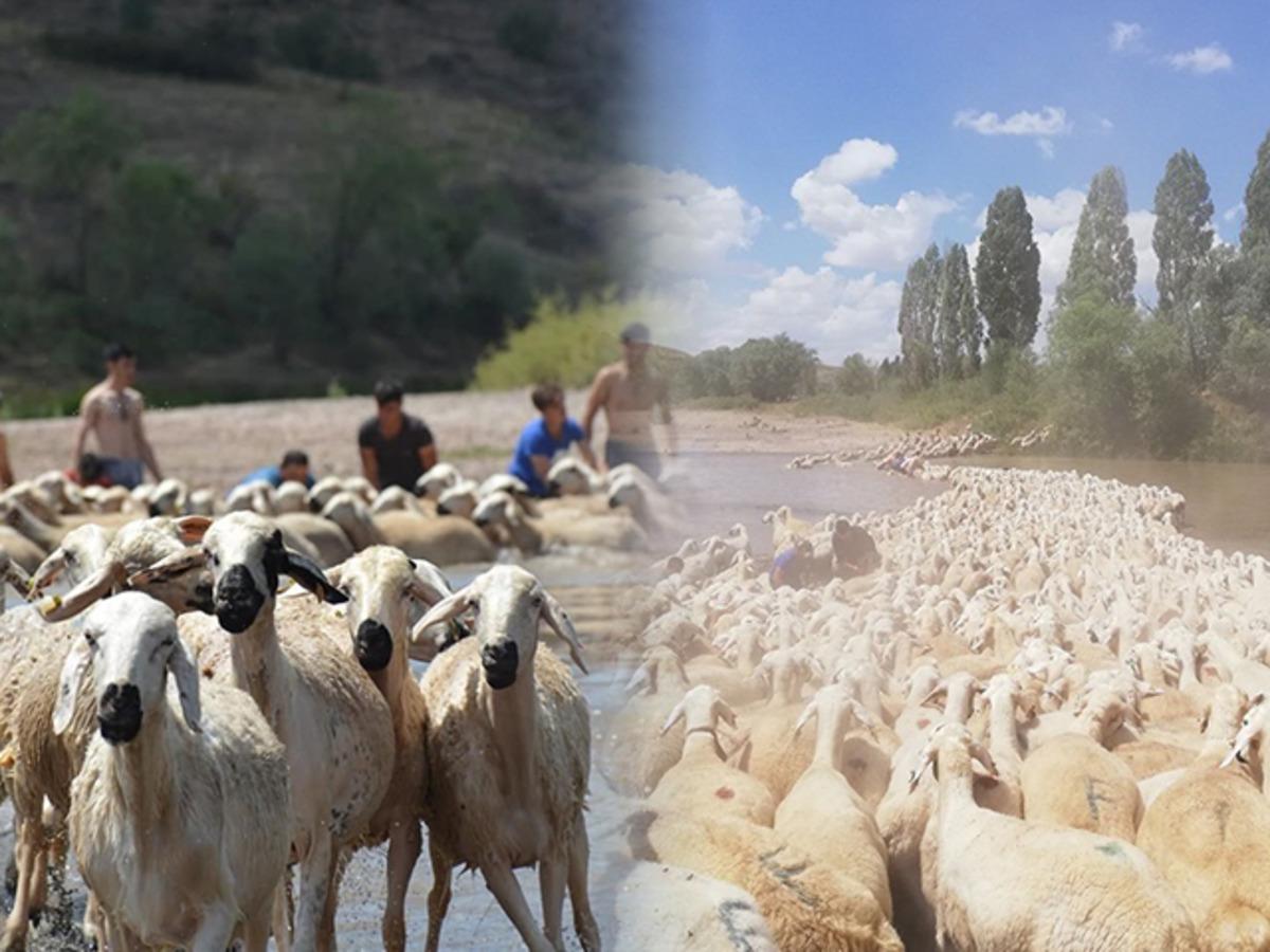 Sivas'ta y&uuml;zlerce koyun dereden ge&ccedil;irildi