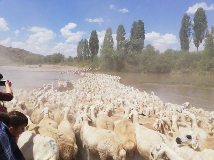 Sivas'ta yüzlerce koyun dereden geçirildi G1