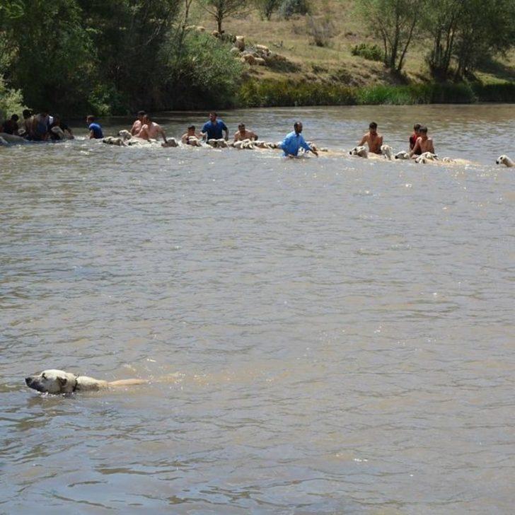 Sivas'ta yüzlerce koyun dereden geçirildi G4