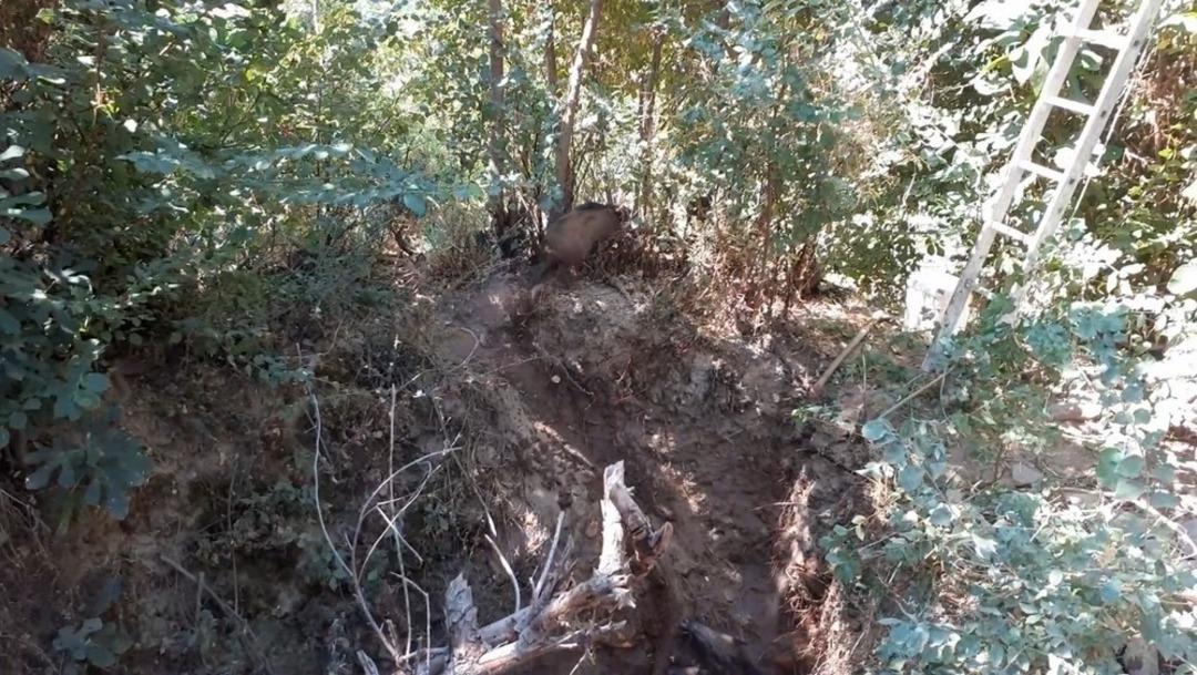 K&ouml;r kuyuya d&uuml;şen domuzlar uzun uğraşlar sonucu kurtarıldı