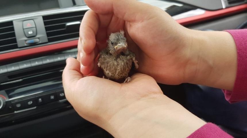 Yuvadan d&uuml;şen yavru kuşun imdadına vatandaş ve itfaiye yetişti