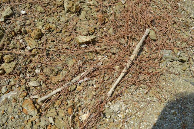 Bigadiç'te yol kenarında çok sayıda kemik ortaya çıktı