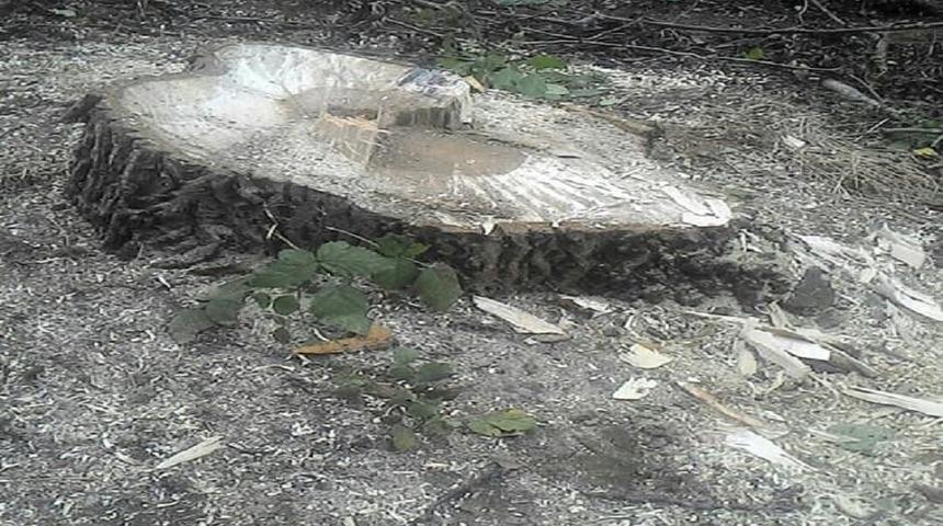 Pazaryeri&rsquo;nde tarlada ağa&ccedil;lar kesilerek &ccedil;alındı