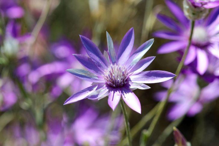 Aras Dağı'ndaki saklı güzellik büyülüyor G1