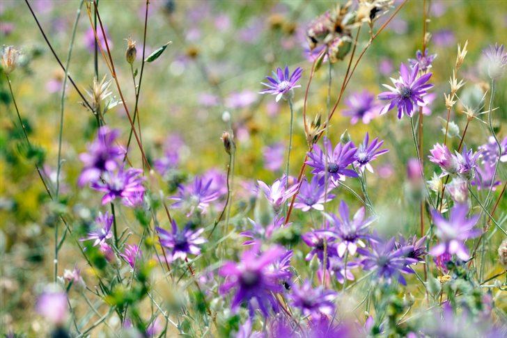 Aras Dağı'ndaki saklı güzellik büyülüyor G5