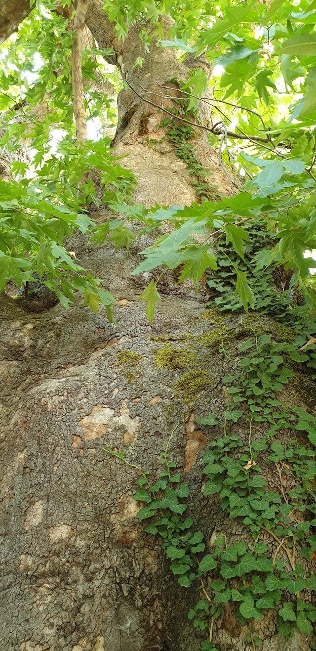 Zamana meydan okuyan dev çınar ilgi odağı