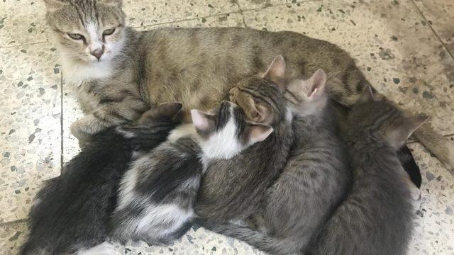 Anne kedinin şefkati görülmeye değer