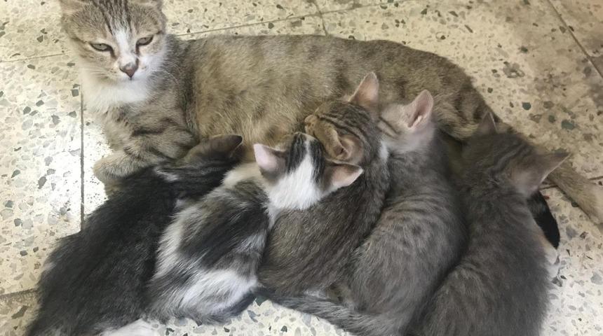 Anne kedinin şefkati g&ouml;r&uuml;lmeye değer