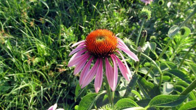 Hem karlı hem de şifalı