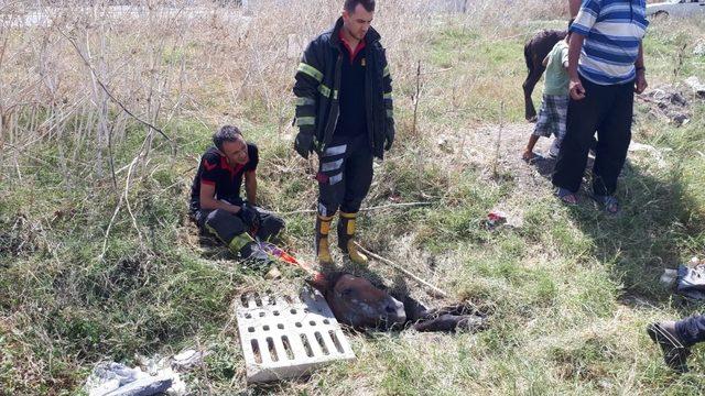 Çukura düşen at ve yavrusu kurtarıldı