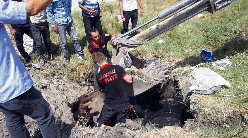 &Ccedil;ukura d&uuml;şen at ve yavrusu kurtarıldı