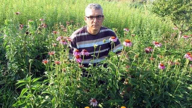 Ekinezya ve melisa üreticilerin yüzünü güldürüyor! Yok satıyor