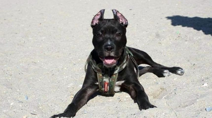 Pitbull besleyene 7 bin 802 lira ceza