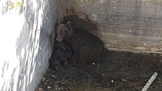 Bursa’da ayı ailesine kurtarma operasyonu
