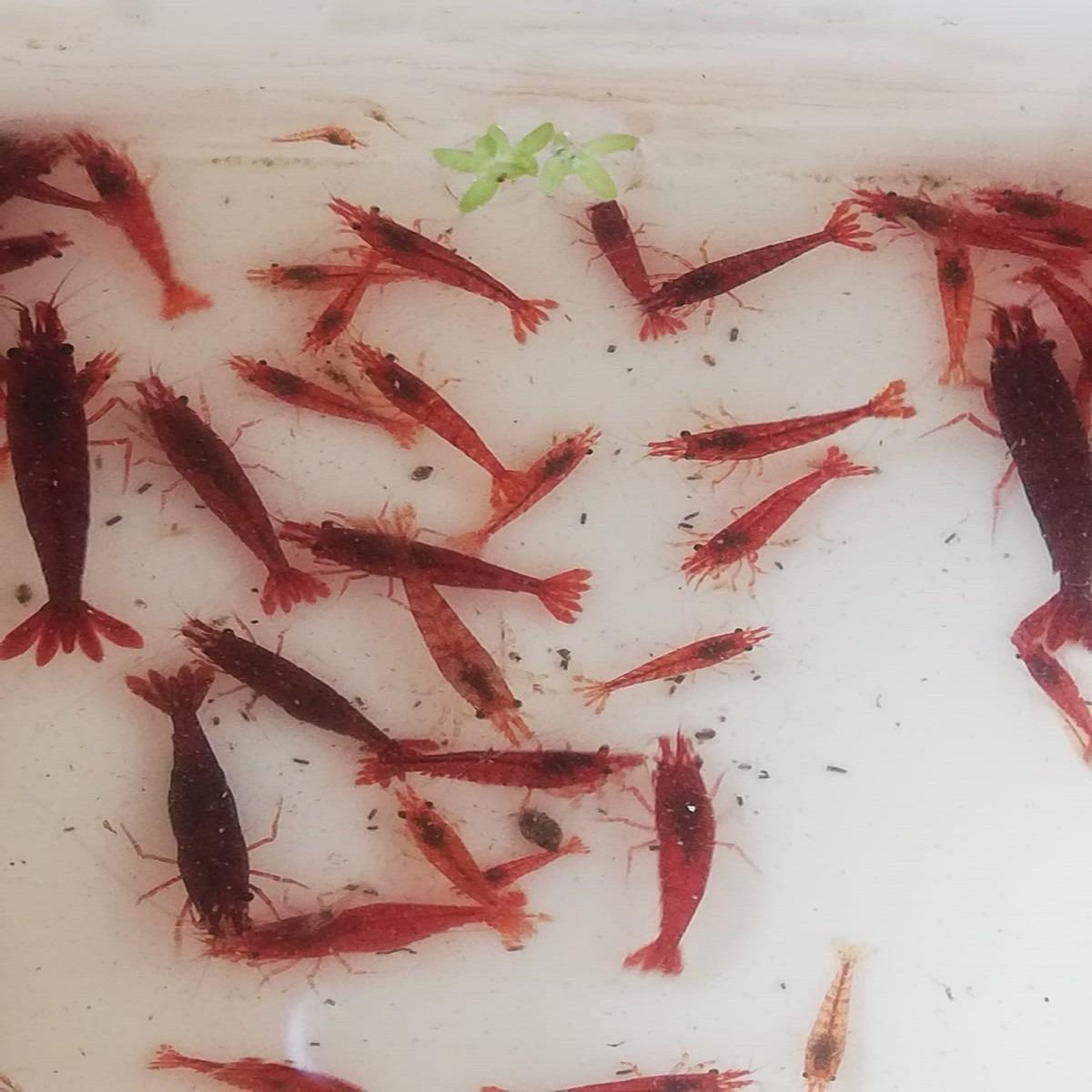 Akvaryum karidesine T&uuml;rkiye&rsquo;nin her yerinden talep var 