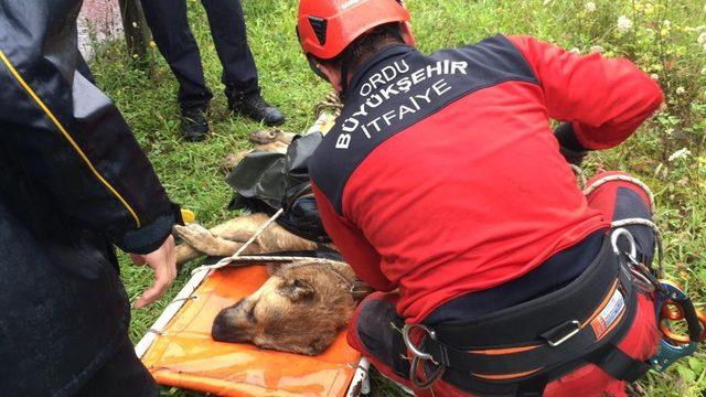 Ordu’da film gibi köpek ve inek kurtarma operasyonları