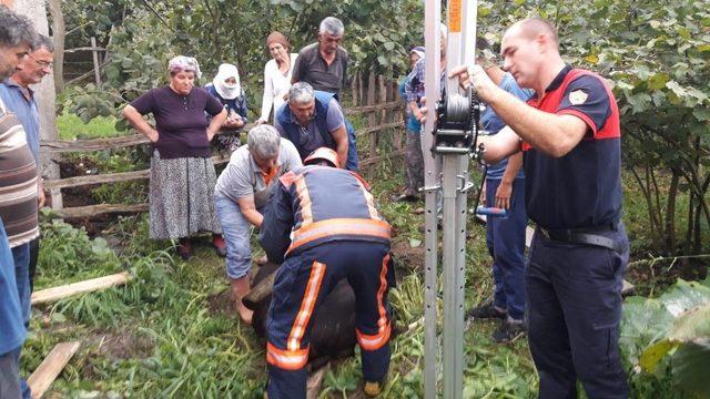 Ordu’da film gibi köpek ve inek kurtarma operasyonları