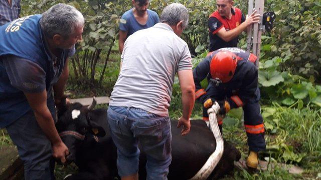 Ordu’da film gibi köpek ve inek kurtarma operasyonları