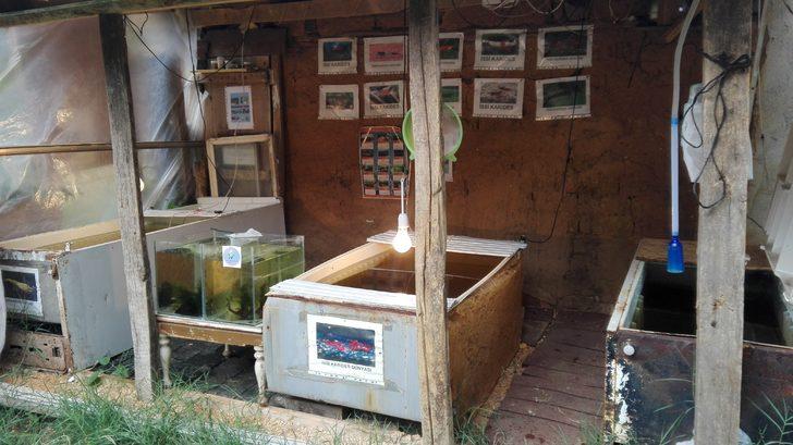 Akvaryum karidesine Türkiye’nin her yerinden talep var  G2