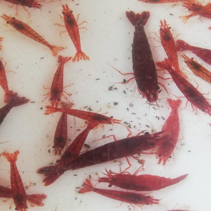 Akvaryum karidesine Türkiye’nin her yerinden talep var  G5