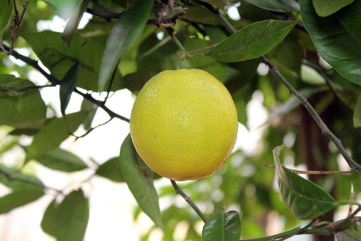 Yalova'da portakal ağacı 5 ay erken meyve verdi G1