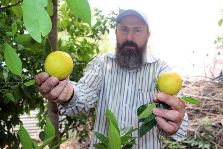 Yalova'da portakal ağacı 5 ay erken meyve verdi G2